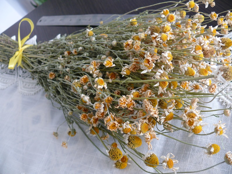 Dried Chamomile White Chamomile Dried Flower Dried Herbs Etsy