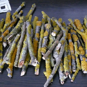40 Branches with lichen bright yellow orange color, rustic decor, home decor, nice decor,branches are perfect for terrarum and vivarium