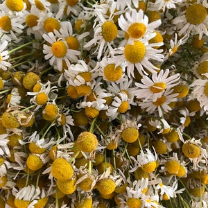 Puede incluir: Un manojo de flores de manzanilla secas con p&eacute;talos blancos y centros amarillos. Las flores est&aacute;n dispuestas en un manojo suelto, con algunos tallos todav&iacute;a unidos.