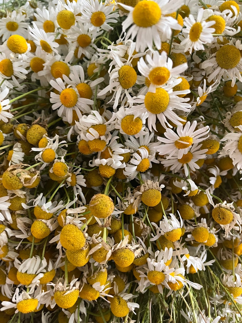 Puede incluir: Un manojo de flores de manzanilla secas con p&eacute;talos blancos y centros amarillos. Las flores est&aacute;n dispuestas en un manojo suelto, con algunos tallos todav&iacute;a unidos.