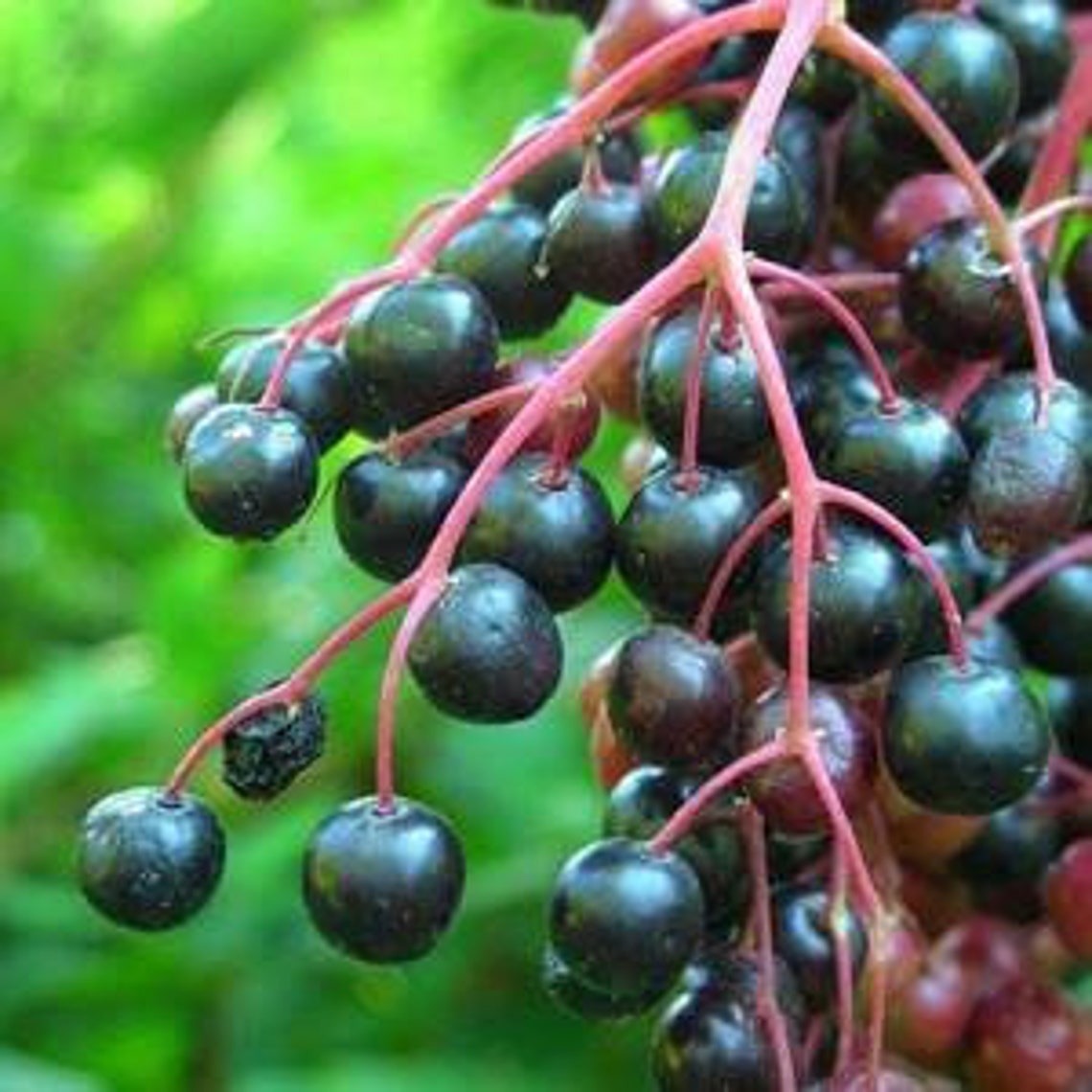 Black Elderberries Sambucus Nigra Dried Elderberries 100 Etsy