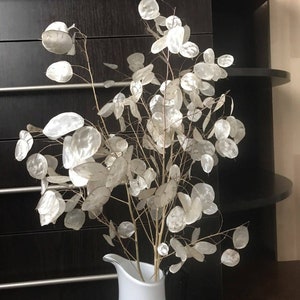 Lunaria, dried flowers, lunaria branches, dried money plant, lunaria stems, silver dollar.