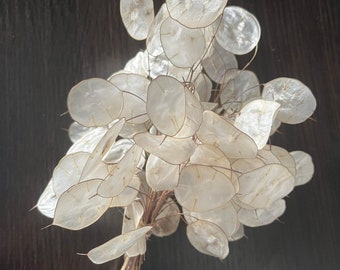 Könnte beinhalten: Ein Bund getrockneter Lunaria, auch Silberblatt genannt, mit durchscheinenden, scheibenförmigen Samenkapseln. Die Kapseln haben eine blasse, silbrig-weiße Farbe und sind zusammengebunden, mit Bindfaden. Der Hintergrund ist eine dunkle, strukturierte Oberfläche.
