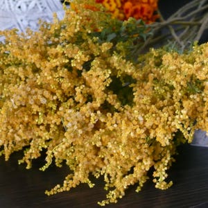 Fleurs jaunes, verge d'or séchée, fleur séchée jaune, bouguet séché, filler pour fleurs séchées, Solidago Canadensis, fleur des prés, mariage jaune,