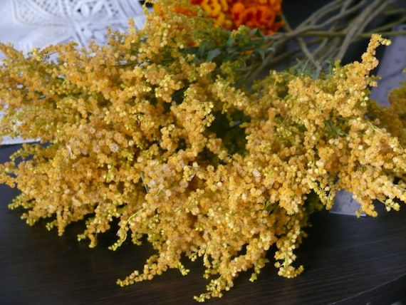 Yellow Flowers Dried Goldenrod Yellow Dried Flower Dried Etsy