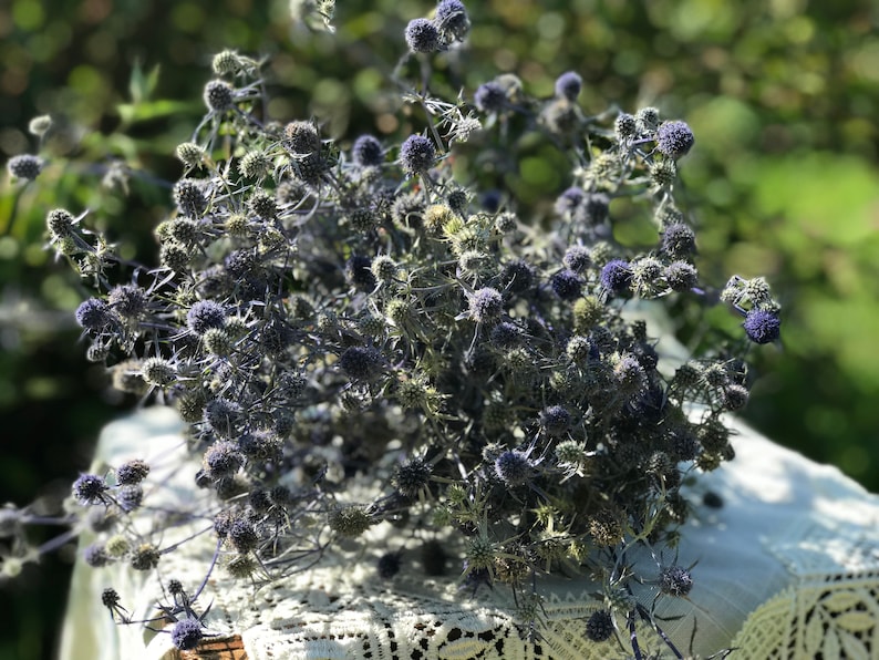 Dried wild Eryngium dried flower bunch of dried Sea Holly Etsy