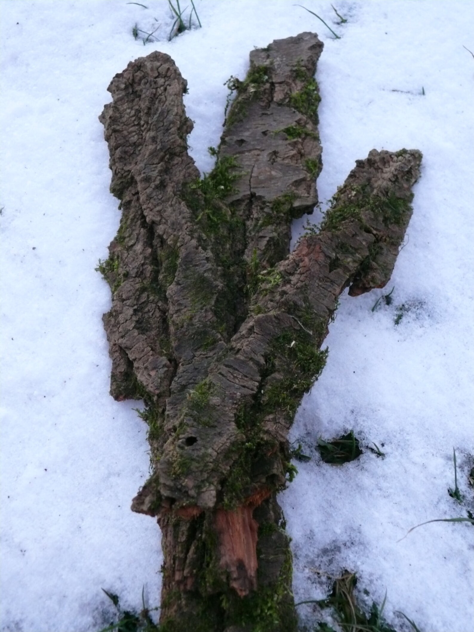 Tree bark covered with moss home decor home decor rustic Etsy