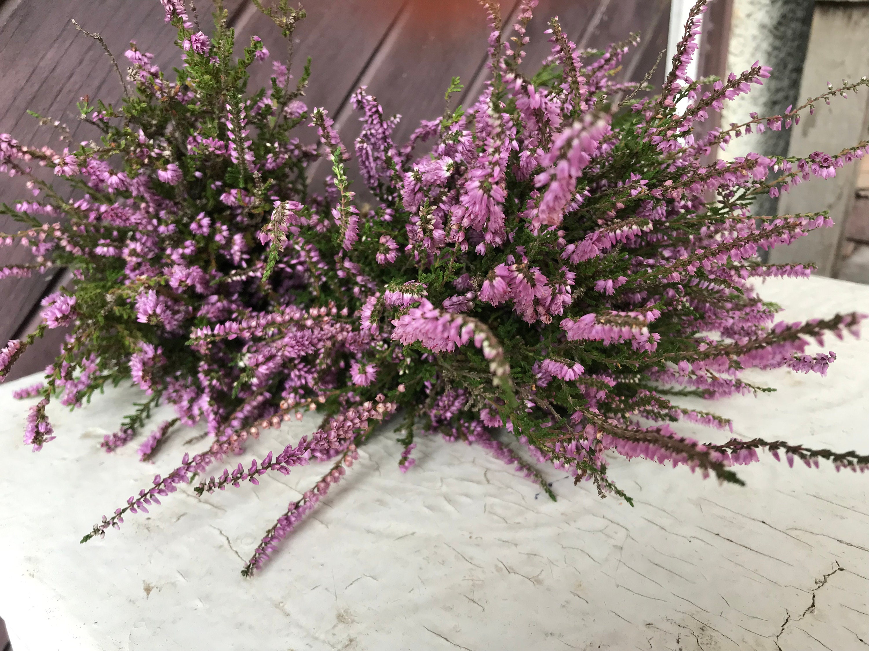 Bunch of heather flower (calluna vulgaris, erica, ling) on shabby