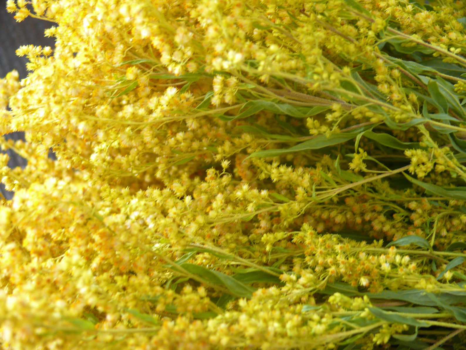Yellow Flowers Dried Goldenrod Yellow Dried Flower Dried Etsy