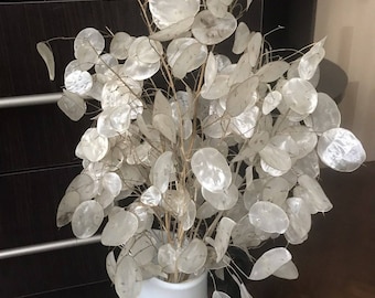 May include: A white ceramic vase holds a bouquet of dried, silvery-white Lunaria, also known as silver dollar plants. The delicate, translucent seed pods create a soft, natural aesthetic. The vase is simple and elegant, complementing the organic arrangement.