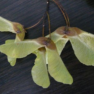 200 Dried  Maple helicopters,maple seeds, green decor, maple spouts, primirive decor.