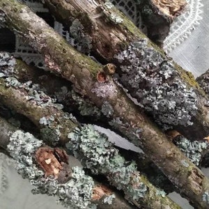 10 Lichen, Branches with lichen bright yellow orange color, Home decor, for terrarum and vivarium