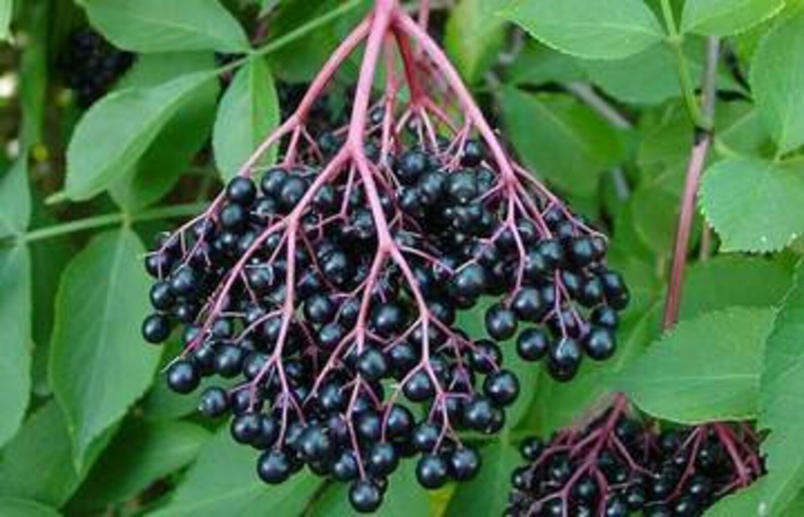 Black Elderberries Sambucus Nigra Dried Elderberries 100 Etsy