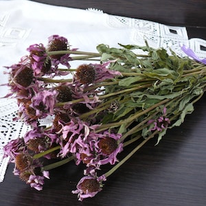 Echinacea, dried flower, dried herbs, dried bunch, dried floral bunch, wedding decoration, white dried flower, filler.