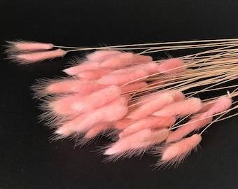 Pink Dried Bunny Tail Grass, Lagurus Flower Decor