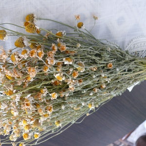 Puede incluir: Un ramo de flores de manzanilla secas atadas con una cinta amarilla. Las flores son de color amarillo p&aacute;lido y tienen una textura delicada y seca.