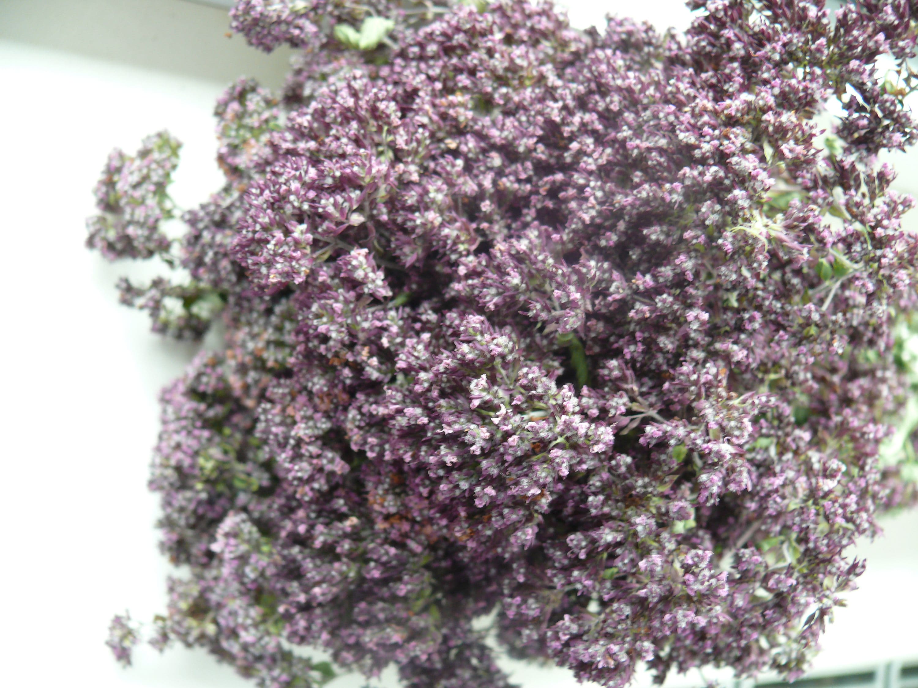 SALE Dried Oregano Purple Dried Flowers Herb Banch Dried Etsy