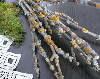 May include: Close-up of several tree branches with gray and orange lichen. A bundle of green moss and a white lace doily are in the background. The branches are tied together with twine.