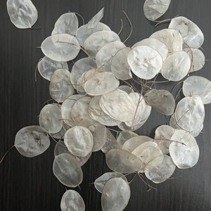 100 monedas de Lunaria seca, planta dólar de plata.
