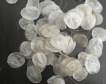 100 Getrocknete Lunaria Münzen, Silber Dollar Pflanze.