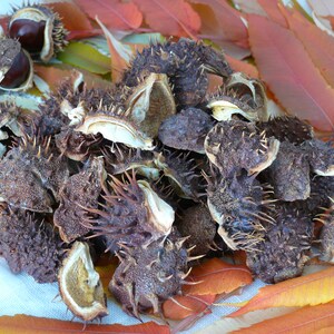 Könnte beinhalten: Nahaufnahme von Rosskastanien, einige noch in ihren stacheligen Schalen, zusammen mit bunten Herbstblättern. Die Kastanien sind dunkelbraun, und die Schalen haben spitze Stacheln. Die Blätter sind rot, orange und gelb.