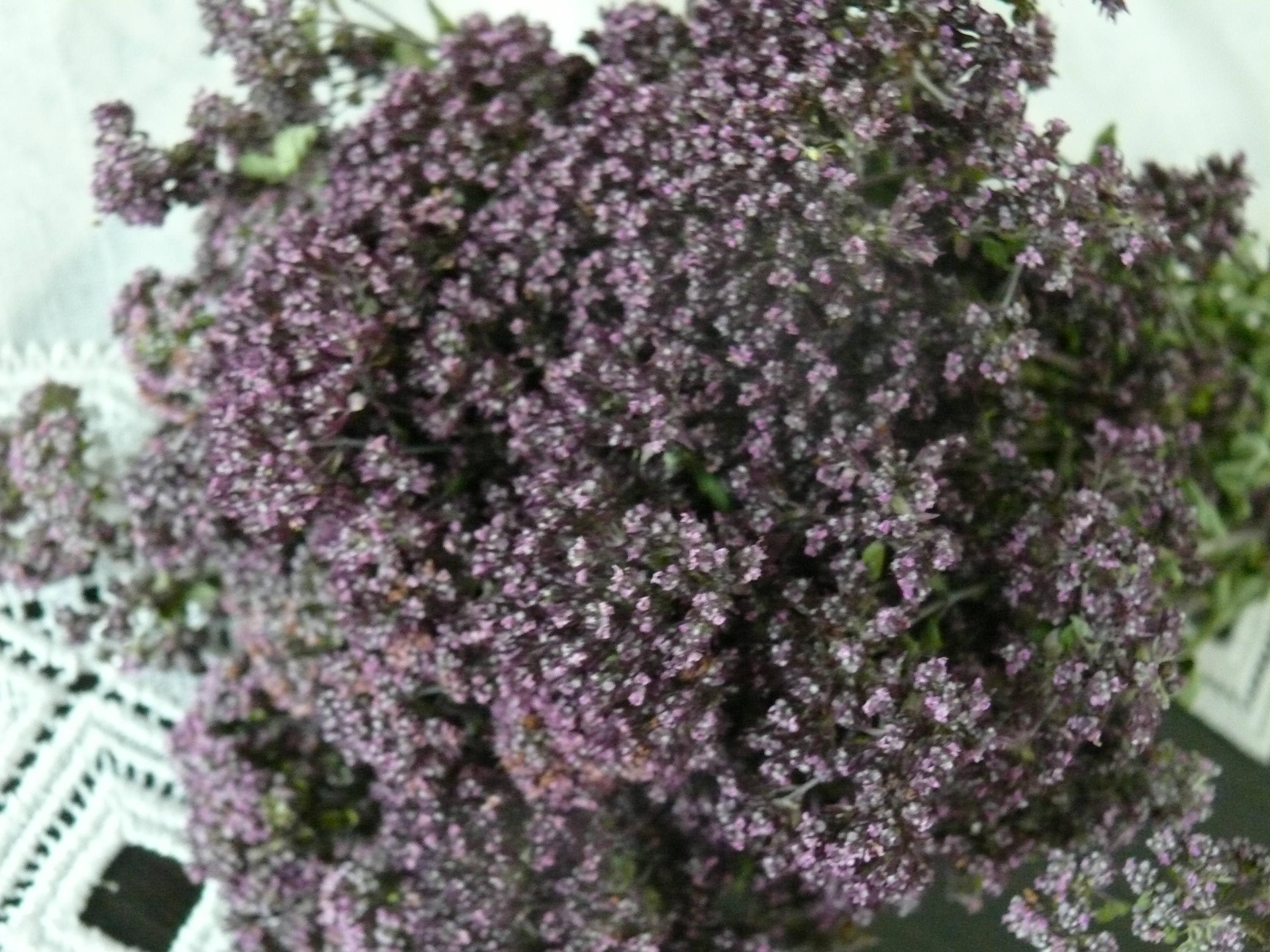 SALE Dried Oregano Purple Dried Flowers Herb Banch Dried Etsy