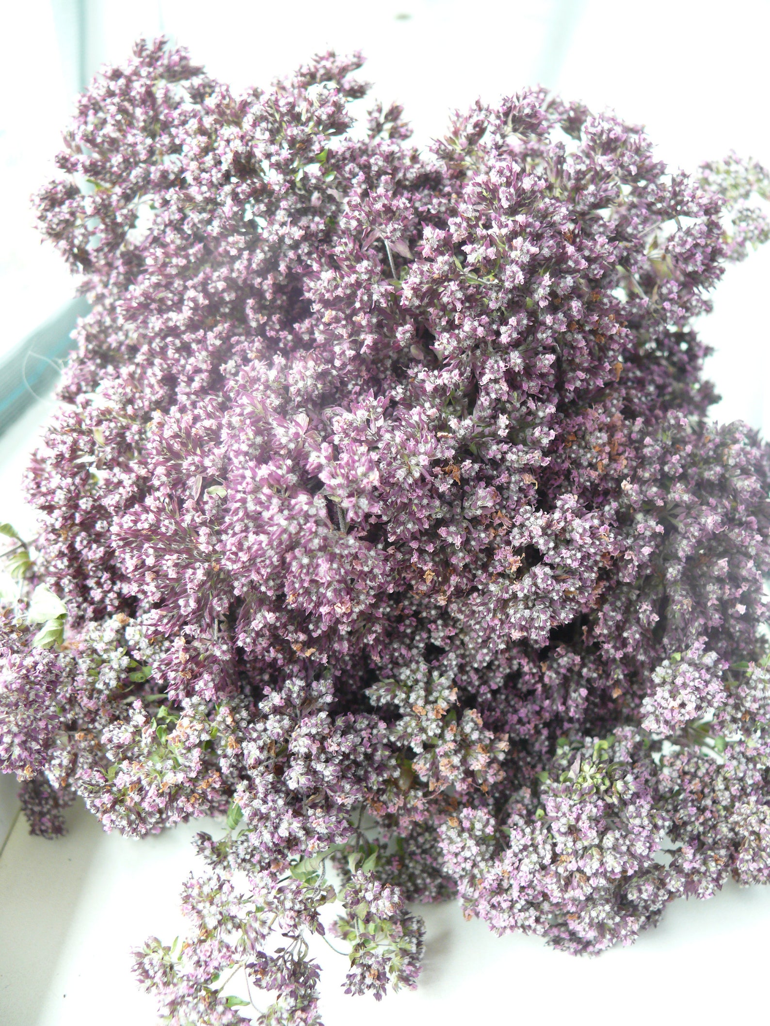 SALE Dried Oregano Purple Dried Flowers Herb Banch Dried Etsy