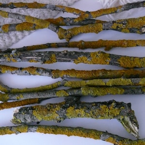 10 Lichen, Branches with lichen bright yellow orange color, Home decor, for terrarum and vivarium
