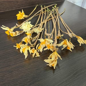 20 Dried Narcissus Flowers with Stems | Yellow Flowers | Natural Dry Flowers for Vase | Wildflowers | DIY Craft