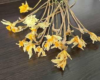 20 Dried Daffodils with Stems | Natural Yellow Flowers, DIY Craft.
