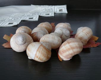 May include: A group of brown and white snail shells on a dark surface with a brown leaf. The shells are arranged in a cluster, with some overlapping.