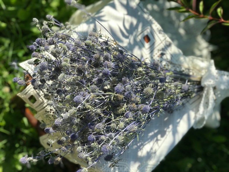 Dried wild Eryngium dried flower bunch of dried Sea Holly Etsy