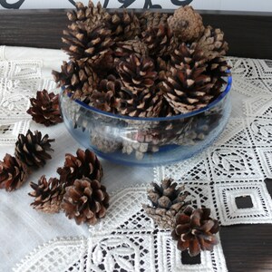 50 Pine cones medium size - fresh natural product, art and craft materials - the elements of the wreath, home  decor, rustic decor, natural