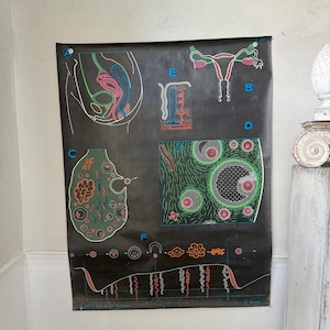 ÓRGANOS REPRODUCTORES FEMENINOS 1973 Cuadro mural botánico francés vintage, raro arte mural educativo de mediados de siglo, póster ecléctico, decoración retro