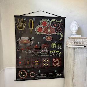 1948POLLEN Cuadro mural botánico francés vintage, raro póster ecléctico de arte mural educativo de mediados de siglo, decoración retro, ecológico