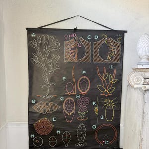 ALGAS MARINAS 1960 Fucus vesical Gráfico mural botánico vintage francés Raro arte mural educativo de mediados de siglo Póster ecléctico Decoración retro