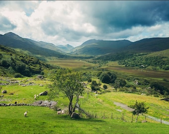 Irish countryside sheep farm in a gorgeous valley Poster