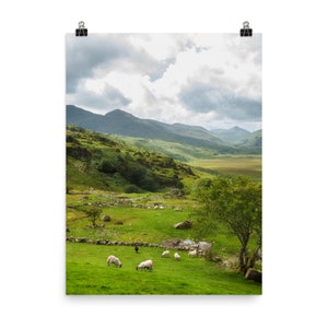 Irish countryside print, Ireland mountain range, and valley sheep farm Physical Poster