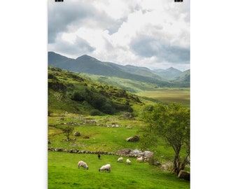 Irish countryside print, Ireland mountain range, and valley sheep farm Physical Poster