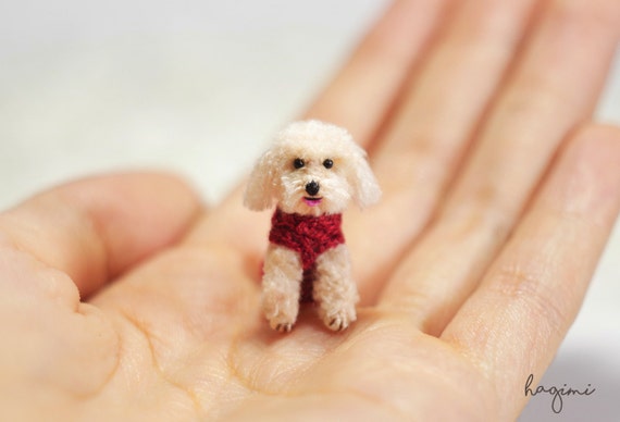 cream miniature poodle