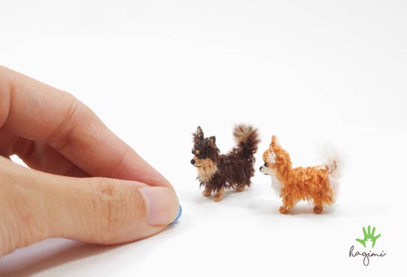 micro long haired chihuahua