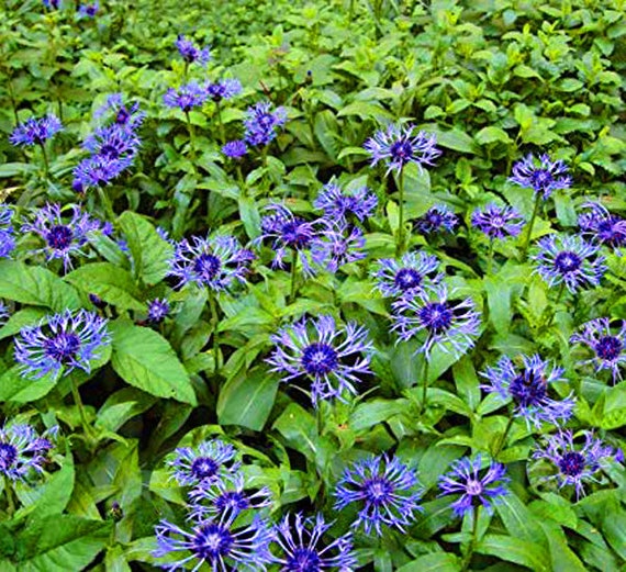 30 Graines 30 seeds Mountain Cornflower Bleuet Vivace Centaurea Montana