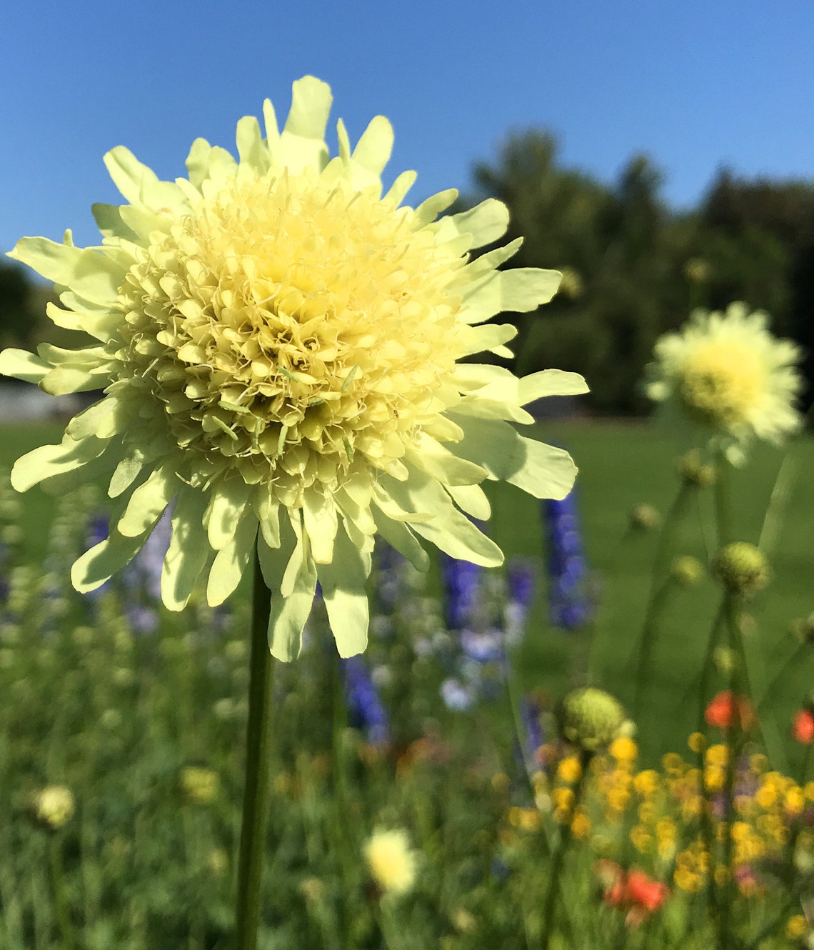 GIANT SCABIOUS Giant Pincushion flower Cephalaria gigantea Etsy