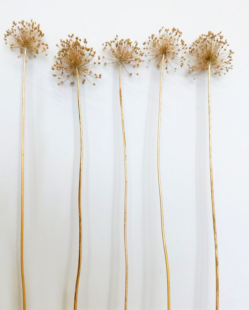 Naturally Dried GIANT ALLIUM Flower for dried flower Etsy