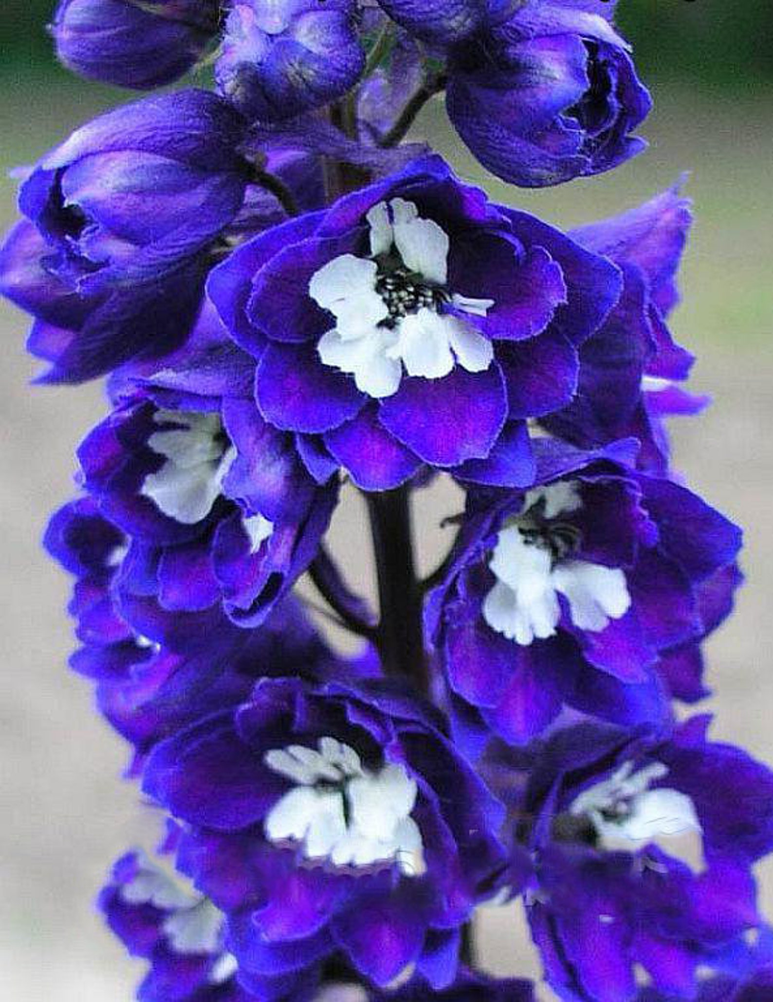 дельфиниум высокий мэджик фонтэйнс скай блю вайт би. дельфиниум блю вайт. дельфиниум высокий мэджик фонтэйнс скай блю вайт би. дельфиниум гибридный мэджик фонтейн дак блю. дельфиниум дарк блю уайт би.