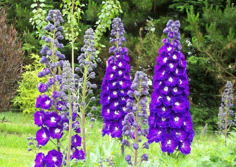PURPLE SPIRE LARKSPUR Delphinium Consolida Ambigua Etsy