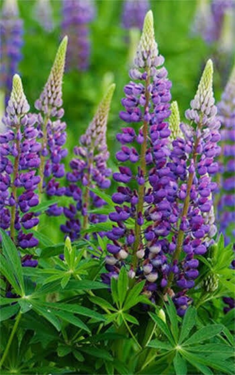 Purple Elegant Lupine Flower perennial 50 seeds Etsy