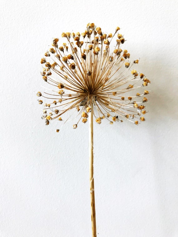 Naturally Dried GIANT ALLIUM Flower for dried flower Etsy