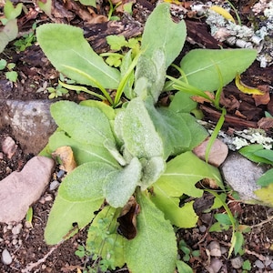 Mullein