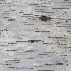 May include: Close-up of birch tree bark. The bark is primarily white with horizontal black lines and patches of darker, textured areas. The overall texture is rough and natural, with a subtle gradient of gray.